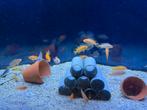 Aquarium, Dieren en Toebehoren, Vissen | Aquariumvissen