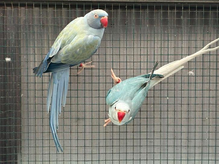 Halsbandparkieten, Dieren en Toebehoren, Vogels | Parkieten en Papegaaien, Parkiet, Meerdere dieren, Geringd