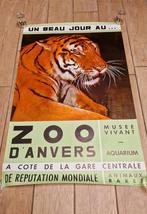 Affiche ancienne Antwerp Zoo Tiger, Collections, Posters & Affiches, Comme neuf, Affiche ou Poster pour porte ou plus grand, Enlèvement ou Envoi