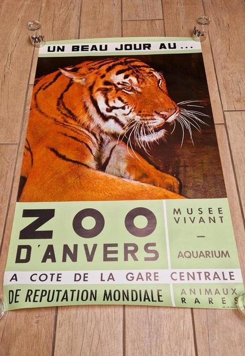 Affiche ancienne Antwerp Zoo Tiger, Collections, Posters & Affiches, Comme neuf, Animal et Nature, Affiche ou Poster pour porte ou plus grand