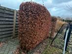 Beukenhaag, Jardin & Terrasse, Plantes | Arbres, Enlèvement, Autres espèces, 100 à 250 cm