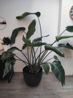 Strelitzia Nicolai, Huis en Inrichting, Kamerplanten, Groene kamerplant, Ophalen, In pot, 200 cm of meer
