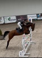 Fijn gereden 5 jarige springpaard merrie, Dieren en Toebehoren, Merrie, Springpaard, Gechipt, L