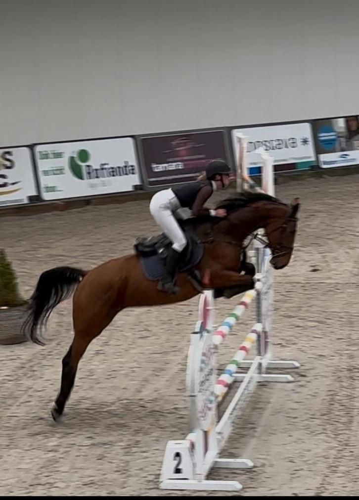 Fijn gereden 5 jarige springpaard merrie, Dieren en Toebehoren, Paarden, Merrie, L, 170 tot 175 cm, 3 tot 6 jaar, Springpaard