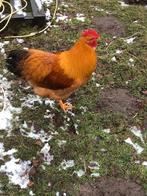 New Hampshire hanen raszuiver, Dieren en Toebehoren, Pluimvee