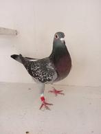 Kweek duivin. !!!!, Dieren en Toebehoren, Vogels | Duiven