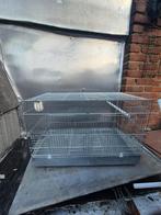 Kweekooi, Enlèvement