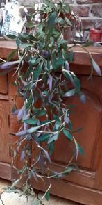 Tradescantia pallida paars, Ophalen of Verzenden