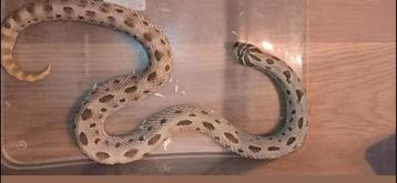 Volwassen haakneusslang#reptielen#slangen beschikbaar voor biedingen