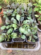 Ajuga reptans / - Kruipend Zenegroen, Enlèvement, Printemps, Plante fixe, Couvre-sol