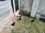 حاله جيده جدا, Dieren en Toebehoren
