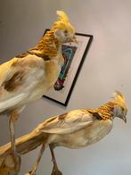 opgezette Gele Goudfazanten, Ophalen, Zo goed als nieuw, Vogel, Opgezet dier