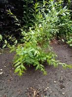 Wilde liguster (ligustrum vulgare), Tuin en Terras, Ophalen, Liguster, Struik, Minder dan 100 cm