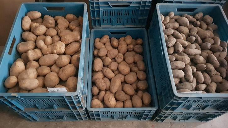 POMME DE TERRE BIO de mon jardin, Tuin en Terras, Bloembakken en Plantenbakken, Tuin, Ophalen