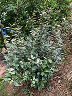 Olijfwilg eleagnus compacta 100-125 cm hoog €20, Tuin en Terras, Planten | Struiken en Hagen, Ophalen, Hortensia