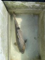 Jumbo Tosai Soragoi 45cm, Dieren en Toebehoren, Vissen | Vijvervissen, Karper of Koi