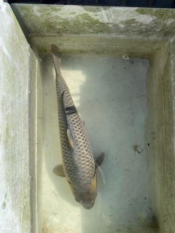 Jumbo Tosai Soragoi 45cm beschikbaar voor biedingen