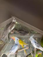 HALF TAMME WITKOP VALKPARKIETEN VANAF 60 EURO/VOGEL, Plusieurs animaux, Perruche, Domestique