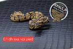 Ball python/python regius/konings python, Dieren en Toebehoren