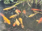 11 koi, Dieren en Toebehoren, Vissen | Vijvervissen