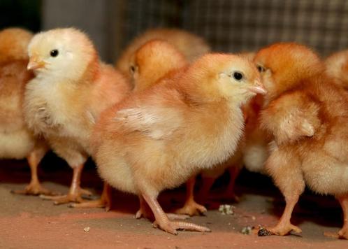 Dagkuikens bruine legkip Lohman Brown, Dieren en Toebehoren, Pluimvee, Kip, Vrouwelijk