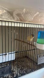 kanarie pop met kuif, Dieren en Toebehoren, Vogels | Kanaries, Vrouwelijk, Kleurkanarie
