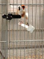 Chardonneret, Animaux & Accessoires, Oiseaux | Oiseaux Autre