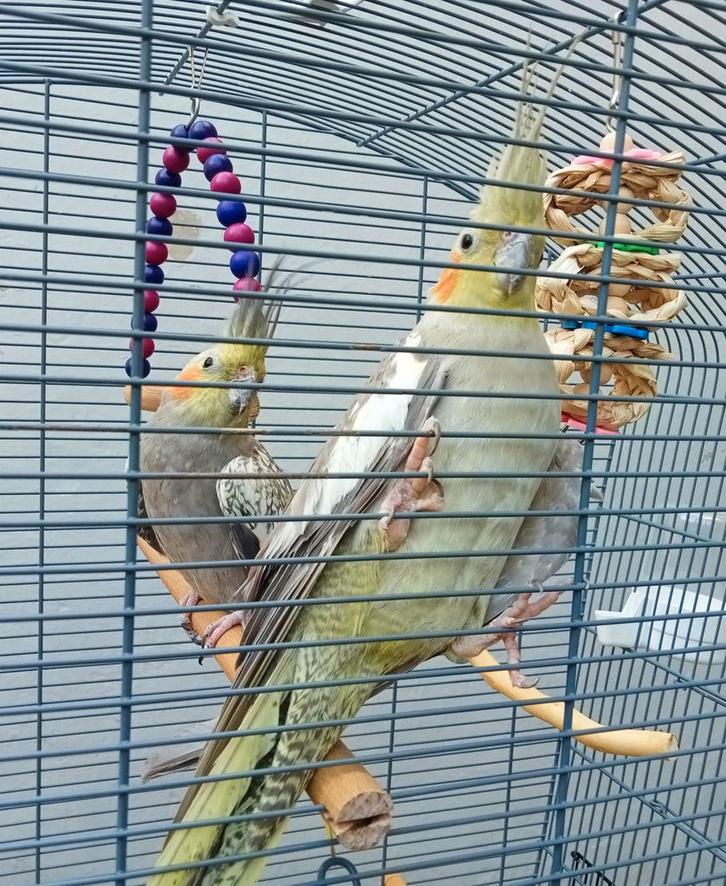 2 prachtige valkparkieten met een grote kooi en accessoires, Dieren en Toebehoren, Vogels | Parkieten en Papegaaien, Parkiet, Meerdere dieren