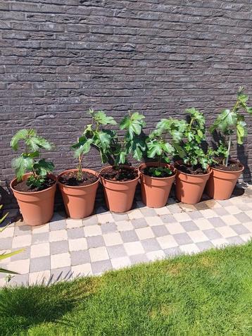 Grote vijgenplanten ( Ficus Carica) beschikbaar voor biedingen