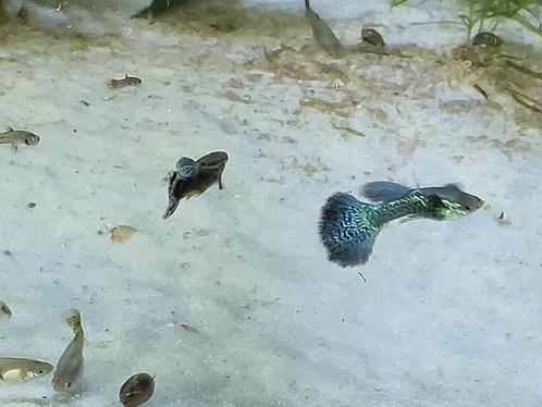 Gezonde, kleurrijke Dumbo ears dragon guppy aan 1€ stuk., Dieren en Toebehoren, Vissen | Aquariumvissen