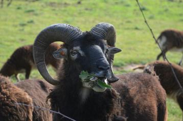 2 jarige Soay Dekram, Mâle, Mouton, 0 à 2 ans