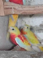 parkieten, Dieren en Toebehoren, Vogels | Parkieten en Papegaaien, Geringd