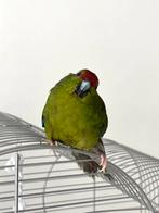 Kakariki parkiet, Parkiet