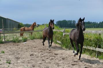 Recreatiepaard/Fokmerrie/Coachingspaard beschikbaar voor biedingen