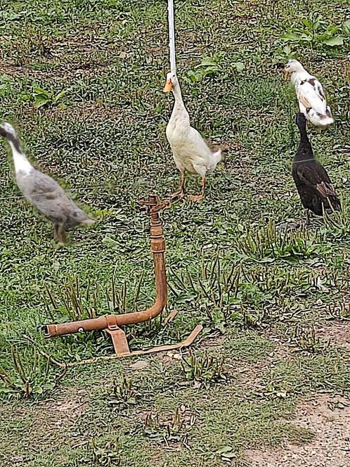 Indische loopeenden, Dieren en Toebehoren, Pluimvee