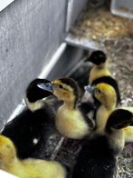 Barberie eendjes, 5 weken oud, Dieren en Toebehoren, Pluimvee