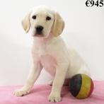 Labrador Blond - Belgische pups te koop, Dieren en Toebehoren, België, Handelaar, CDV (hondenziekte), 8 tot 15 weken