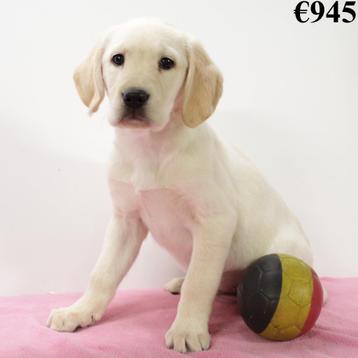 Labrador Blond - Belgische pups te koop beschikbaar voor biedingen