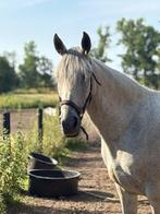 zeer lieve merrie, Dieren en Toebehoren, Paarden, Minder dan 160 cm, Zadelmak, 11 jaar of ouder, Recreatiepaard
