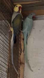 Halsbandparkieten, Dieren en Toebehoren, Vogels | Parkieten en Papegaaien, Parkiet, Geringd