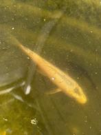 Koi's, Dieren en Toebehoren, Vissen | Vijvervissen