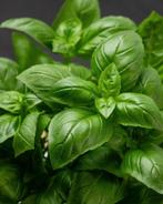 Zaden van Bassilicum groot blad  oogst 2025, Ophalen of Verzenden, Gehele jaar, Zaad