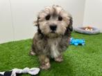 Nestje Lhasa Apso pups, België, Overige rassen, CDV (hondenziekte), 8 tot 15 weken