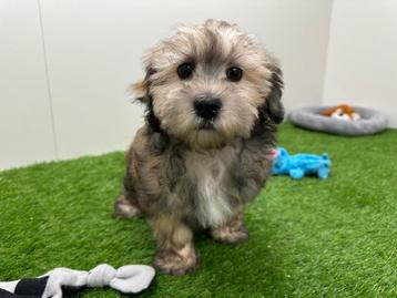 Nid de chiots de Lhassa Apso, Belgique, Chienne, Autres races, 8 à 15 semaines