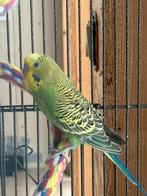 Gratis 3 jongen grasparkieten, Dieren en Toebehoren, Vogels | Parkieten en Papegaaien, Tam