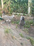 3 legkippen Bleu de Landes