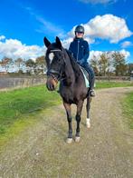 Betrouwbare recreatie merrie, Dieren en Toebehoren, Merrie, 160 tot 165 cm, Dressuurpaard, 11 jaar of ouder