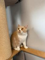 Brits korthaar, Chatte ou Chat