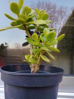 Crassula vetplantje, Huis en Inrichting, Kamerplanten, Ophalen, Vetplant, Minder dan 100 cm