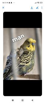 Koppel helikopters grasparkieten 30 euro koppel